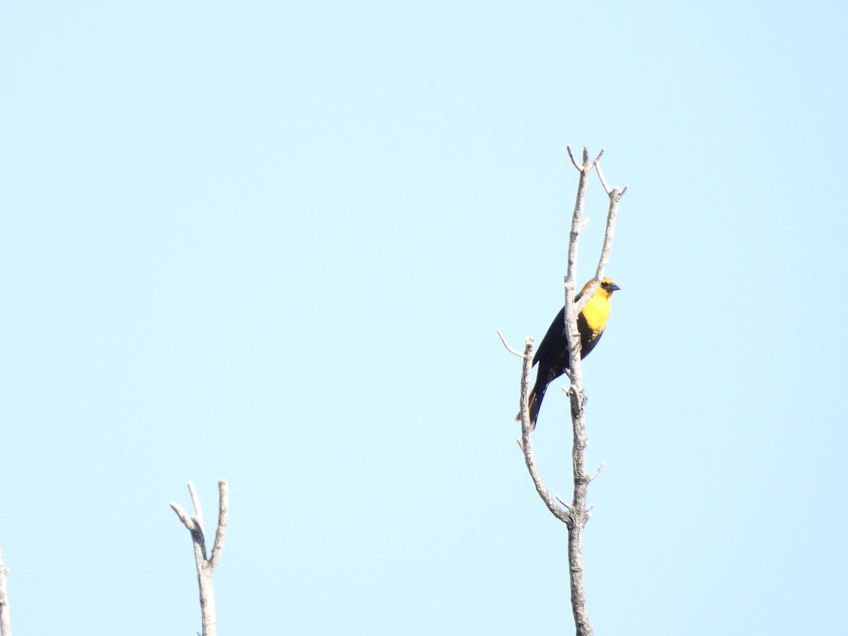 Yellow-headed Blackbird - ML617968104