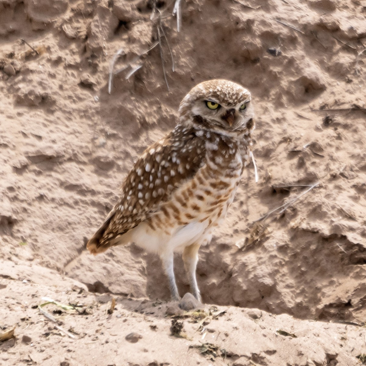 Burrowing Owl - CLAIRE TIETJE