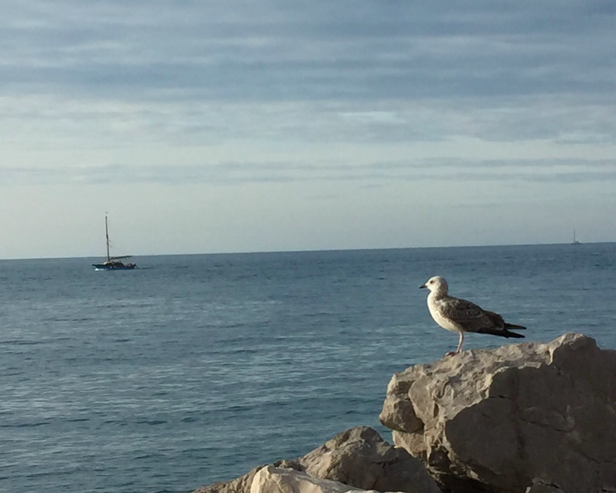 Средиземноморская чайка - ML617968136
