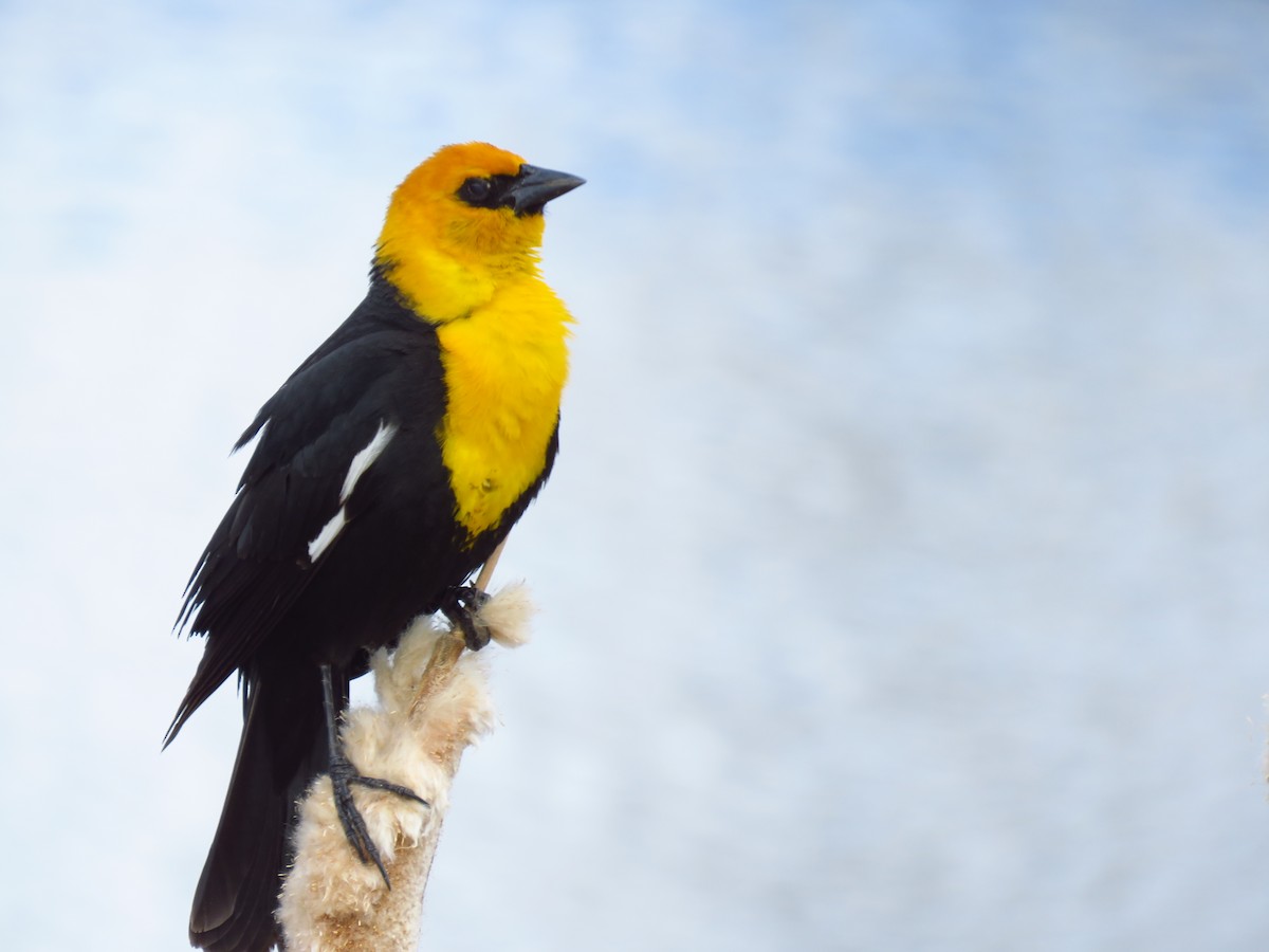 Yellow-headed Blackbird - ML617968141