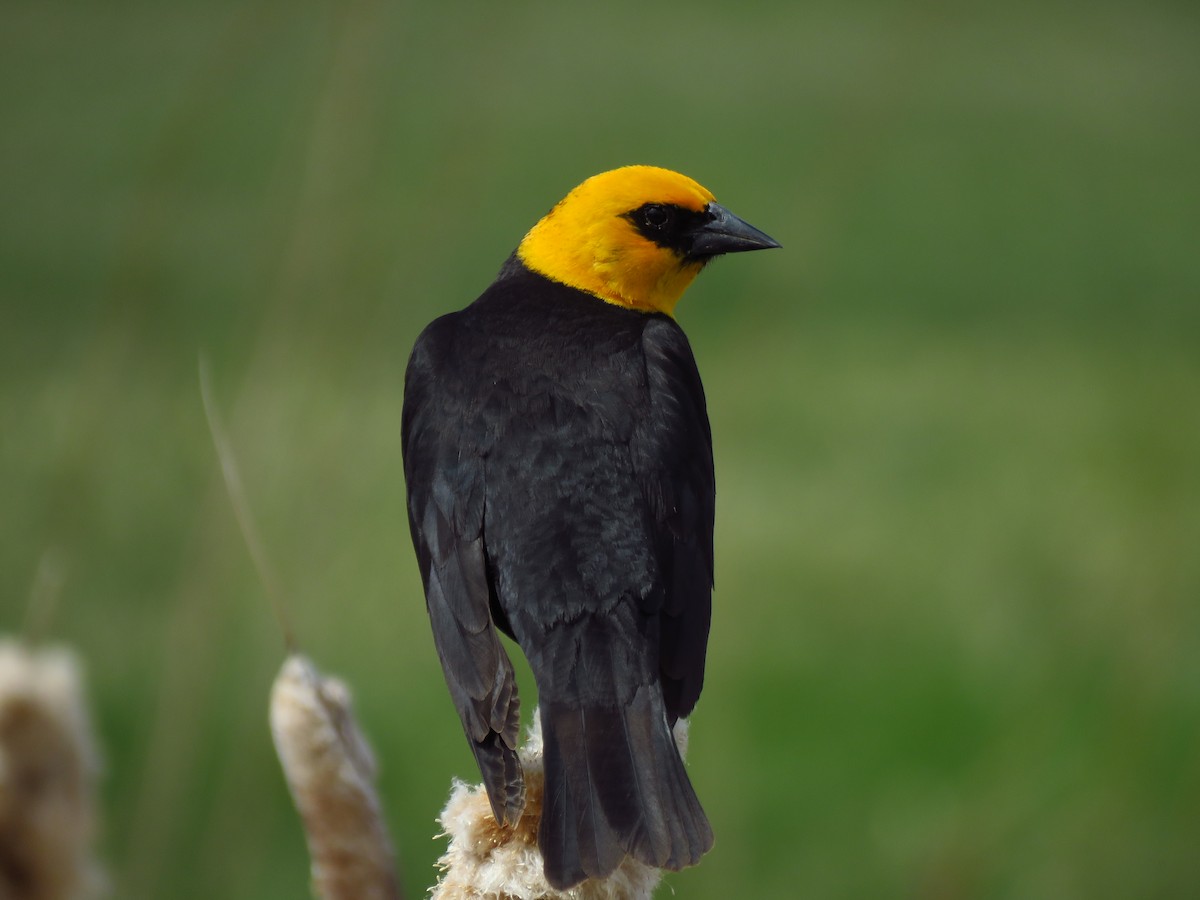 Yellow-headed Blackbird - ML617968142