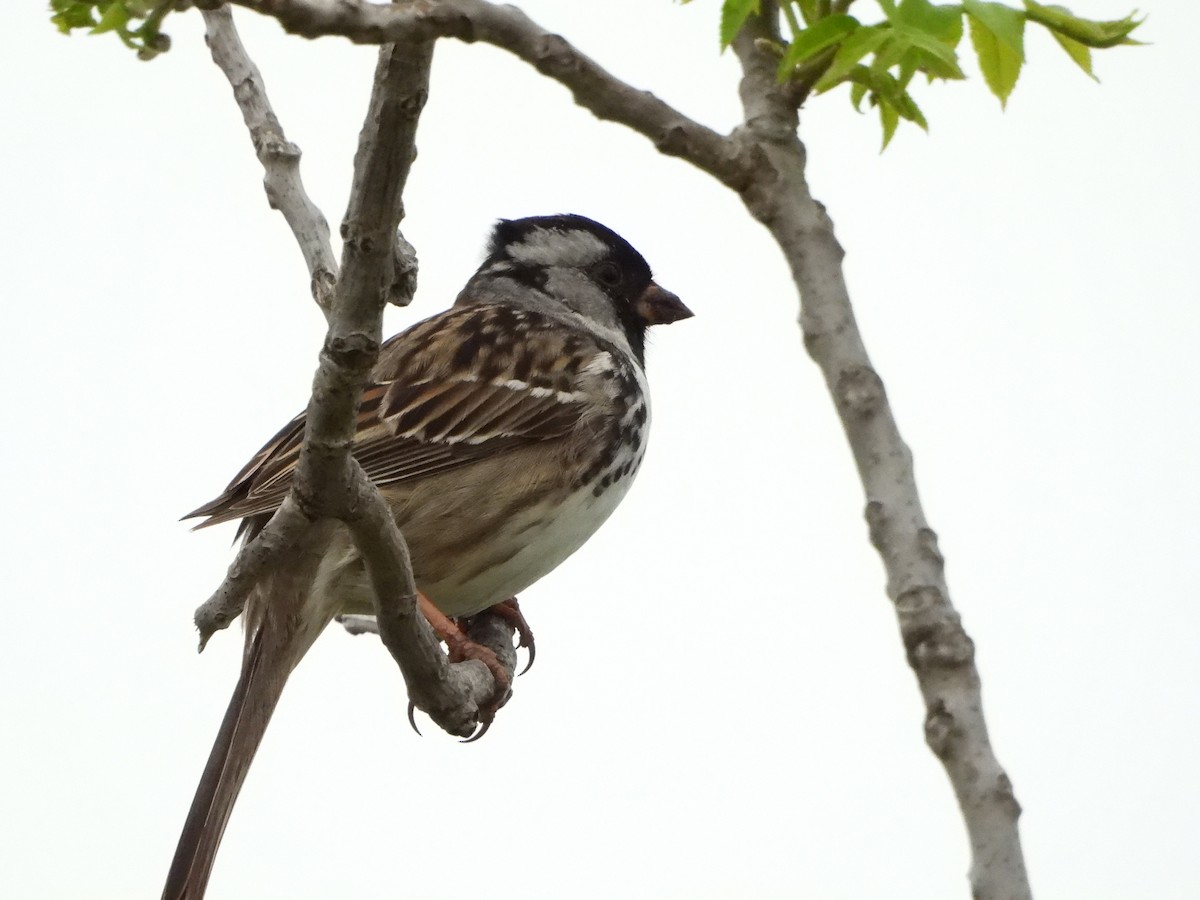 Harris's Sparrow - ML617968146