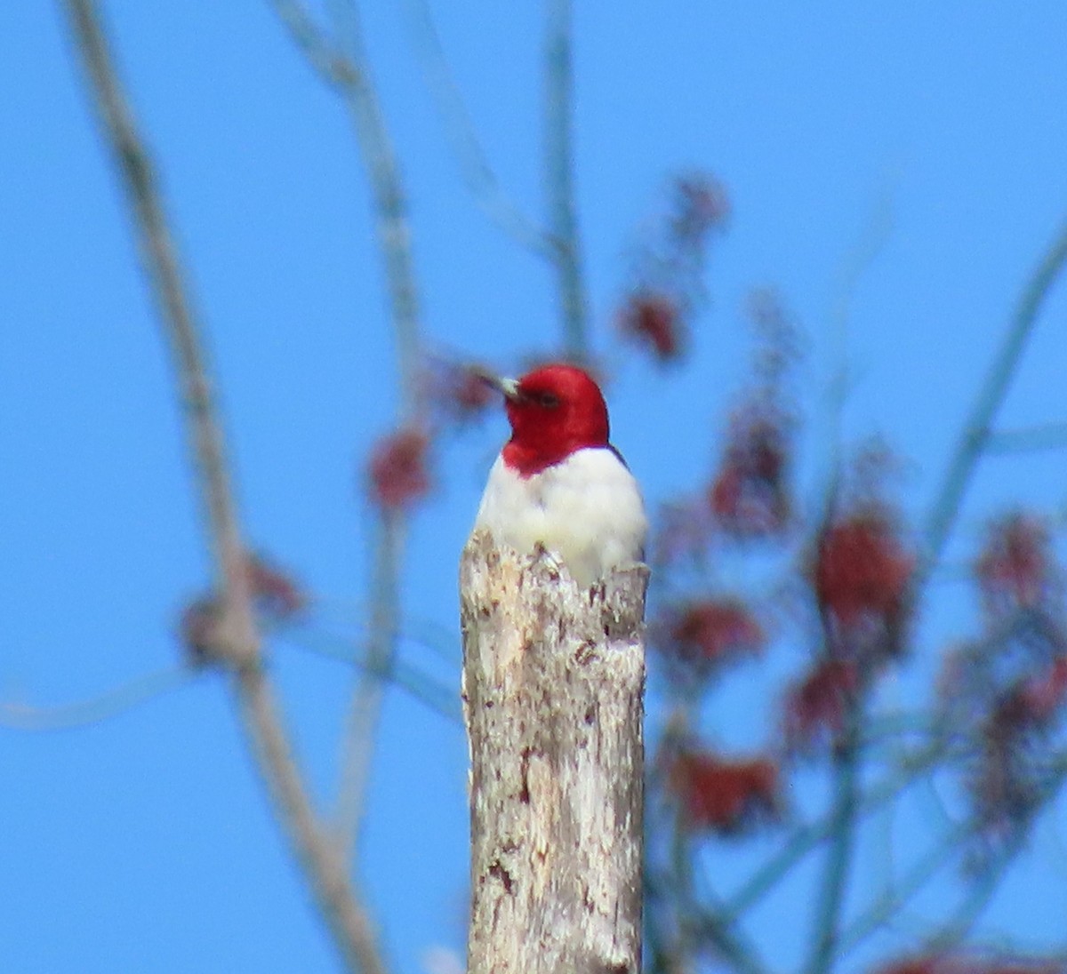 Red-headed Woodpecker - ML617968149