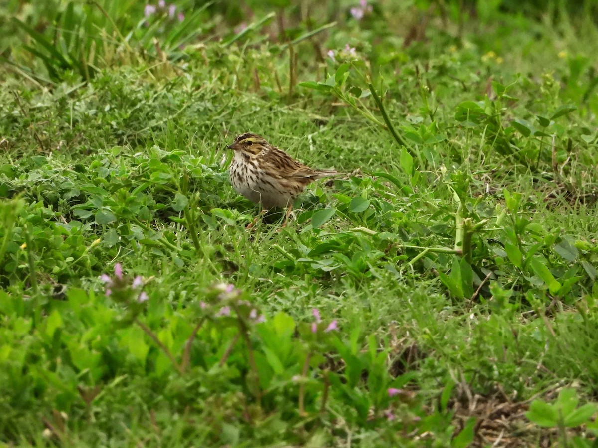 Savannah Sparrow - ML617968154
