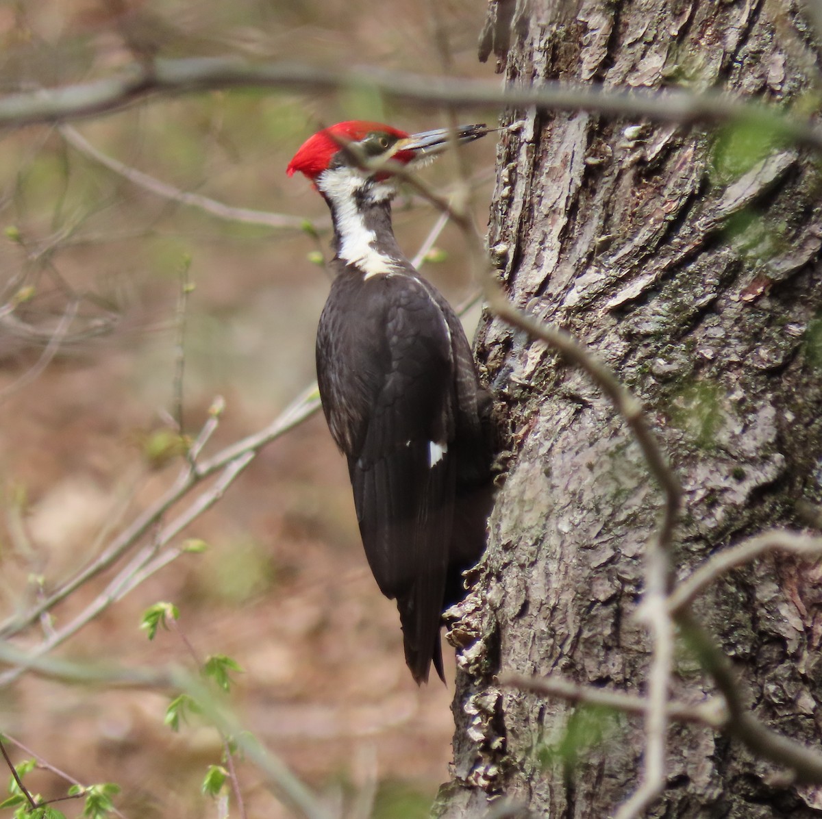 Pileated Woodpecker - Alan Boyd