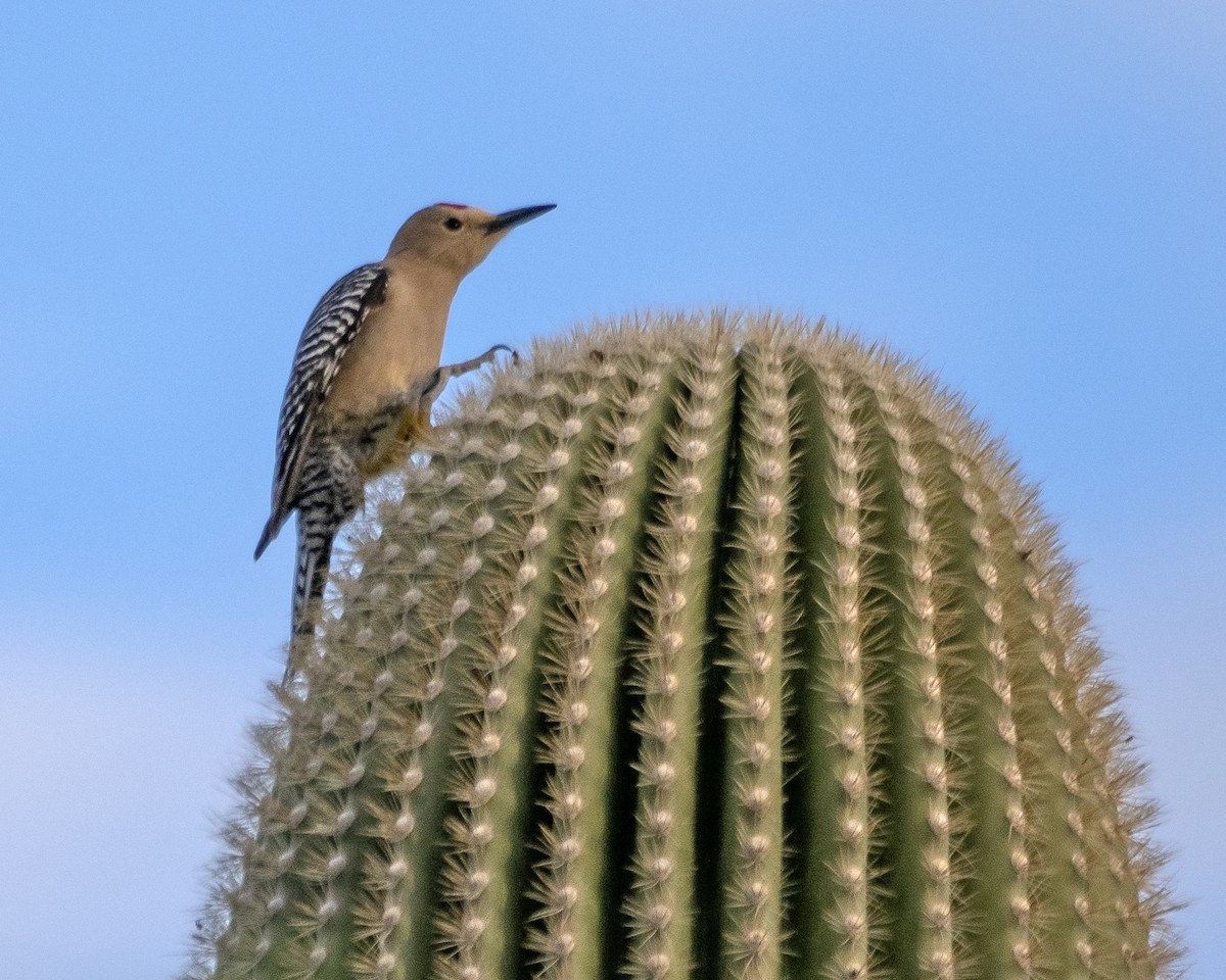 Pic des saguaros - ML617968210