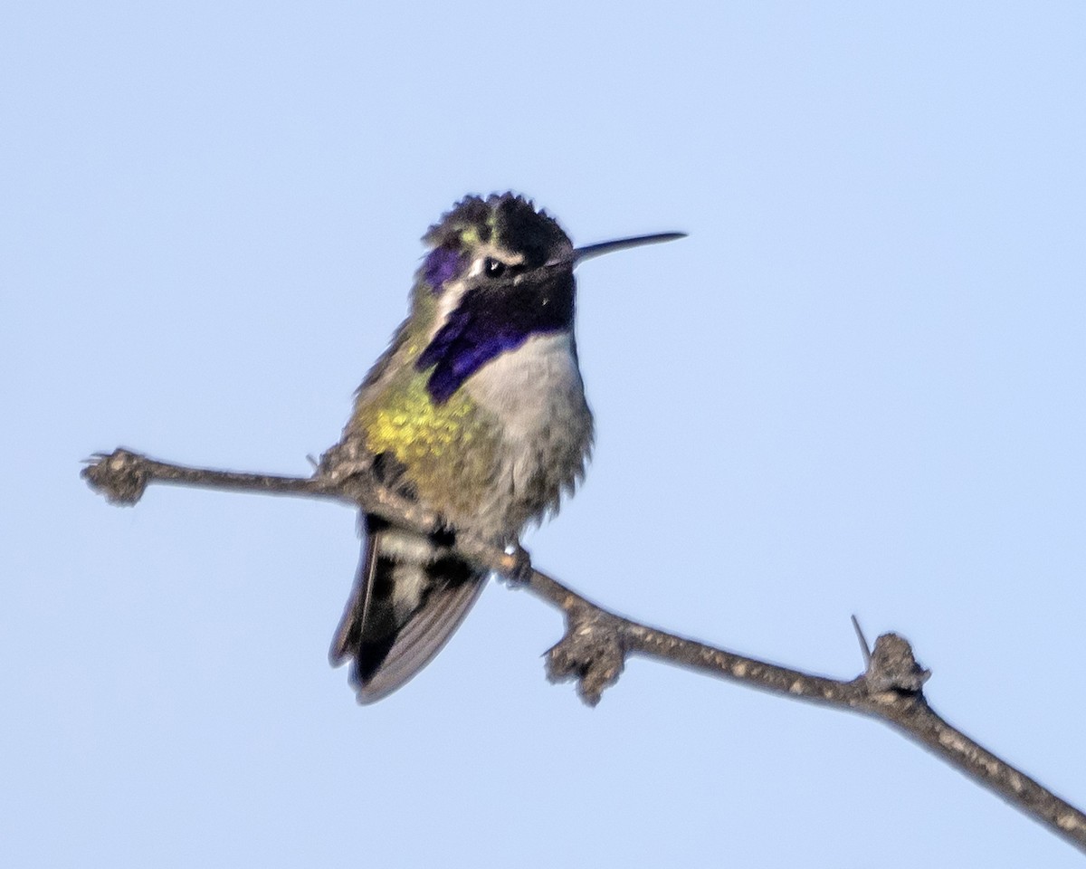 Costa's Hummingbird - CLAIRE TIETJE