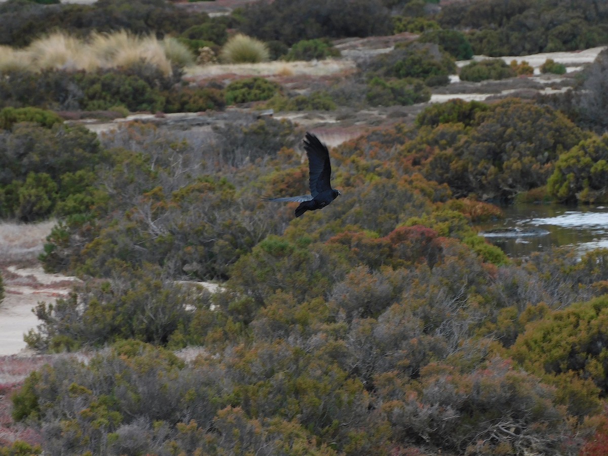 Cuervo de Tasmania - ML617968229