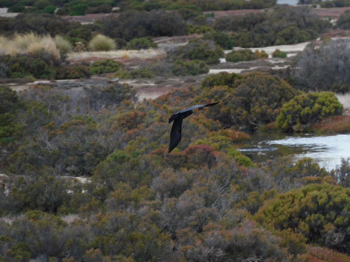 Cuervo de Tasmania - ML617968230