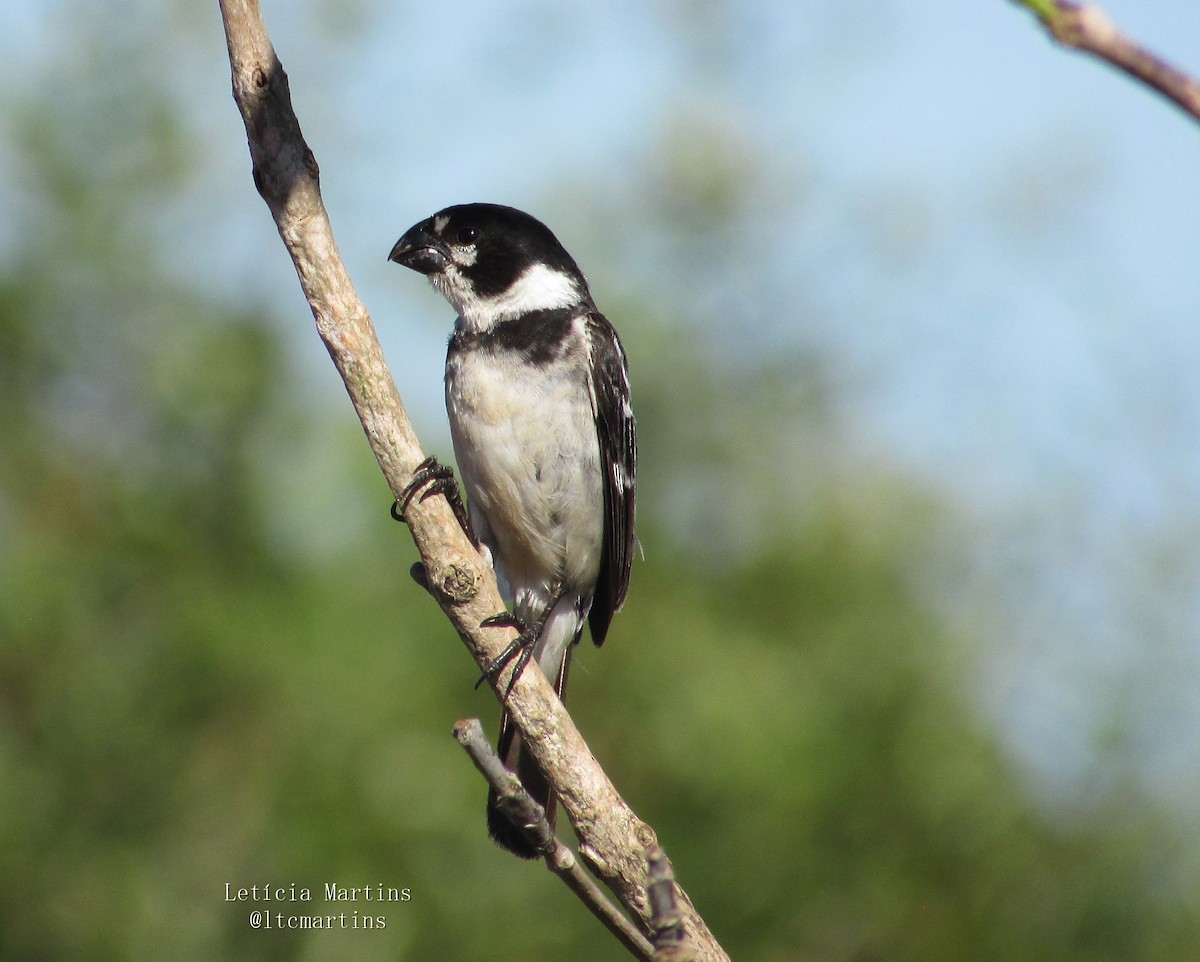 Rusty-collared Seedeater - ML617968231
