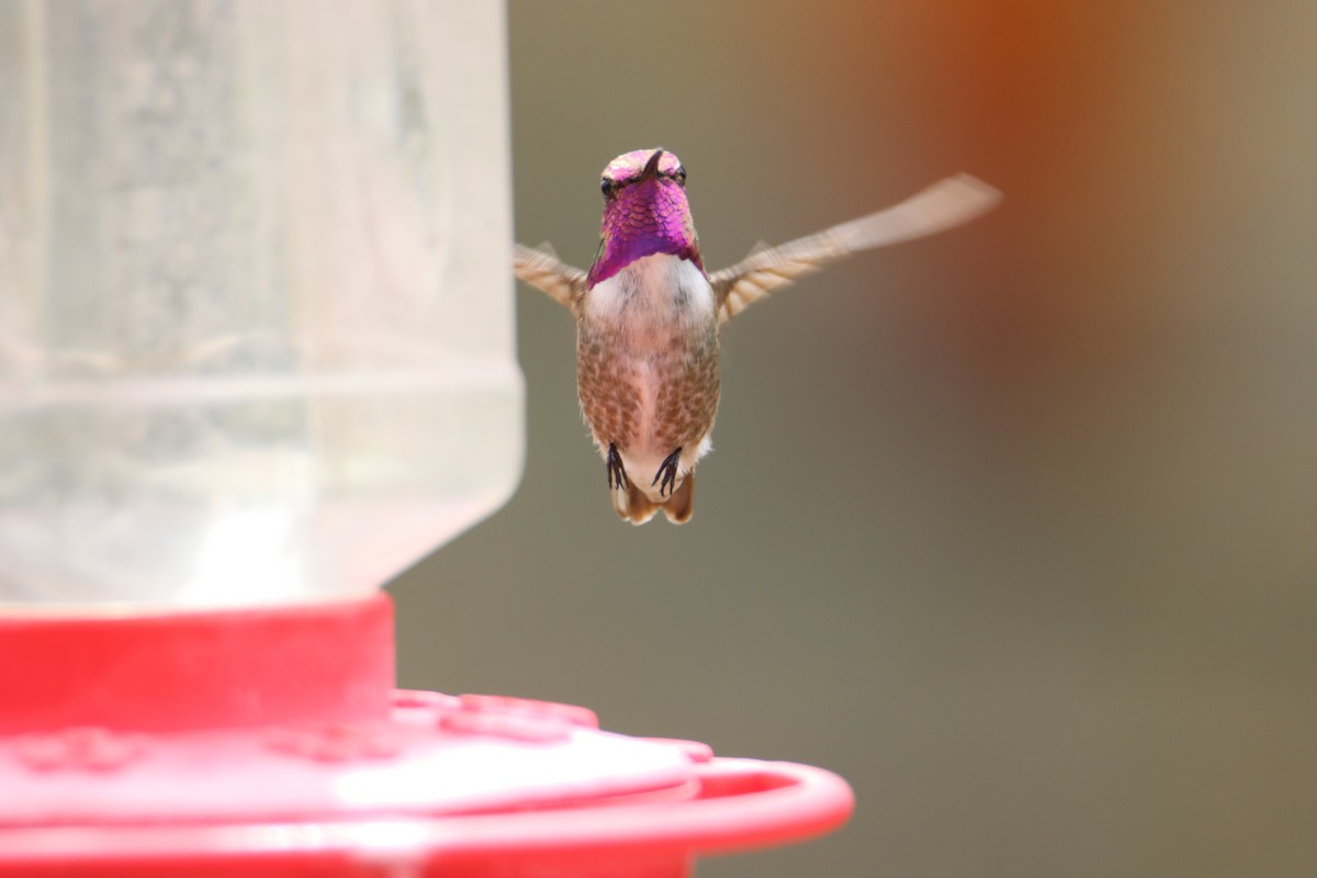 Costa's Hummingbird - ML617968242