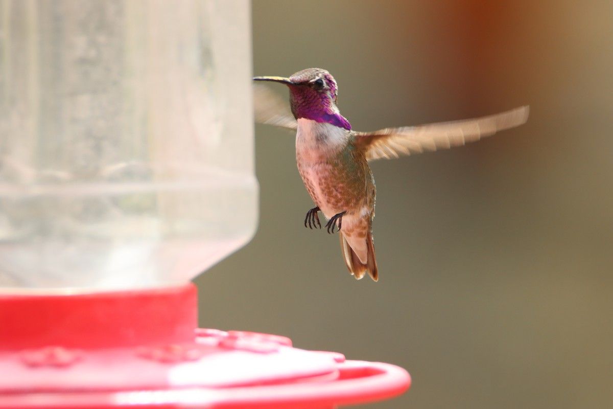 Costa's Hummingbird - ML617968243
