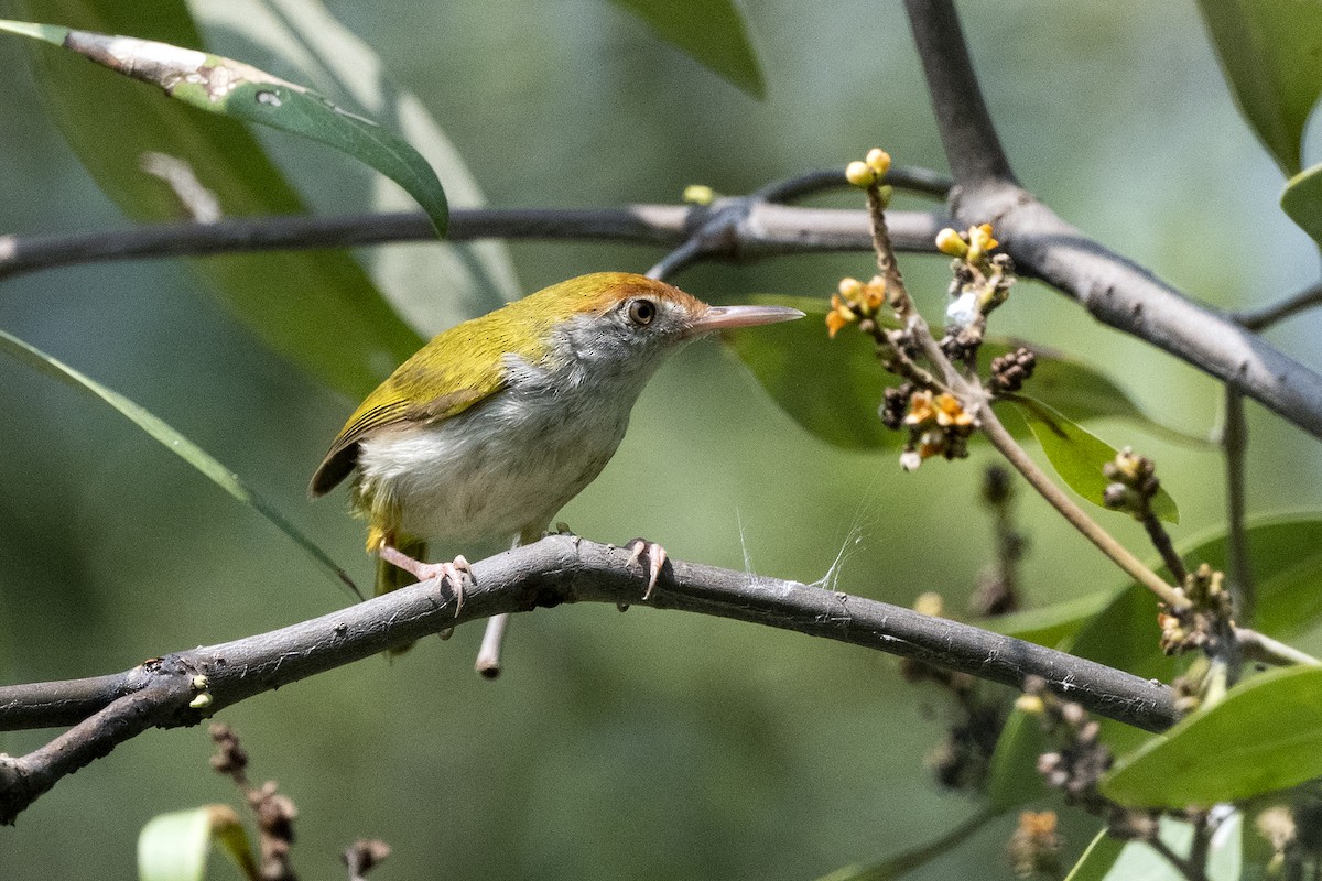 Dark-necked Tailorbird - Wachara  Sanguansombat