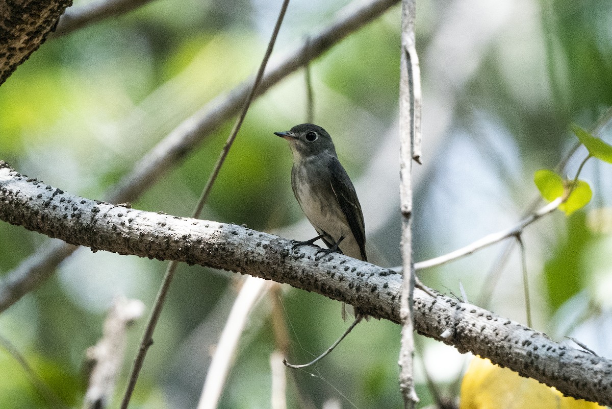Asian Brown Flycatcher (Northern) - Wachara  Sanguansombat