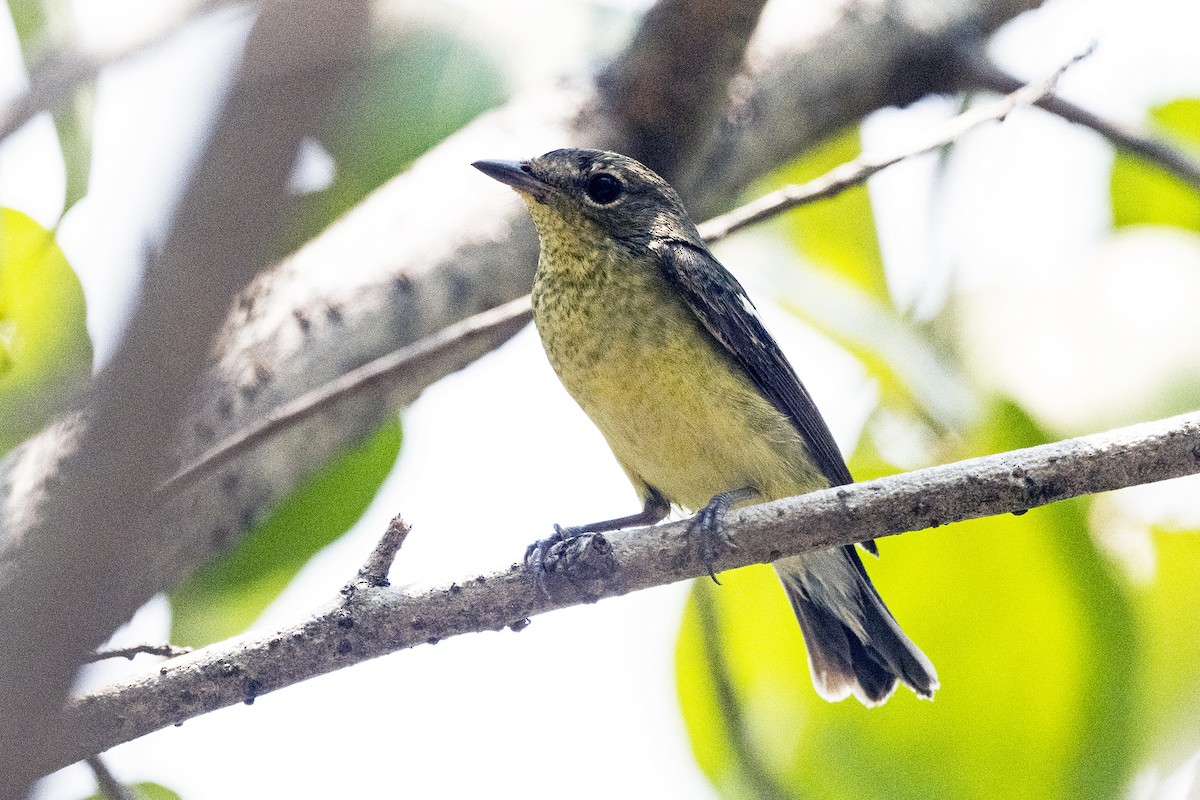 Yellow-rumped Flycatcher - Wachara  Sanguansombat