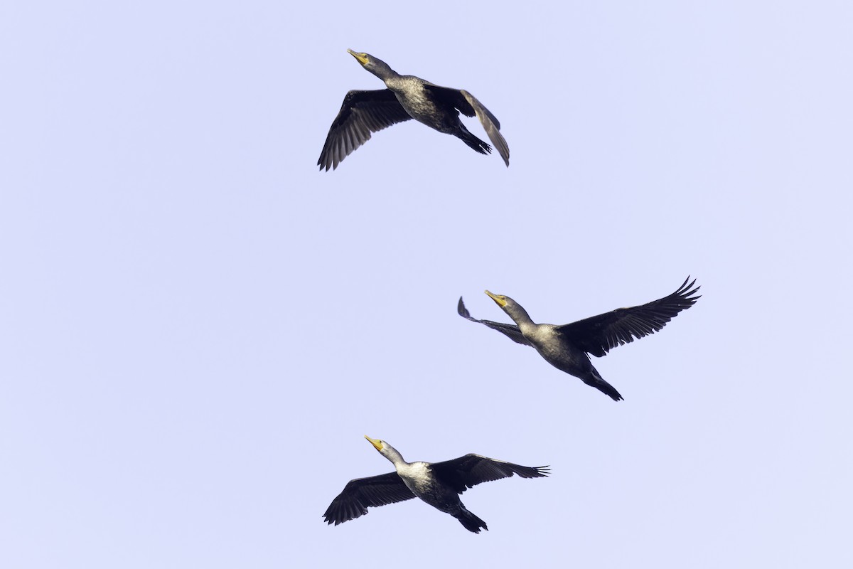 Double-crested Cormorant - Asta Tobiassen