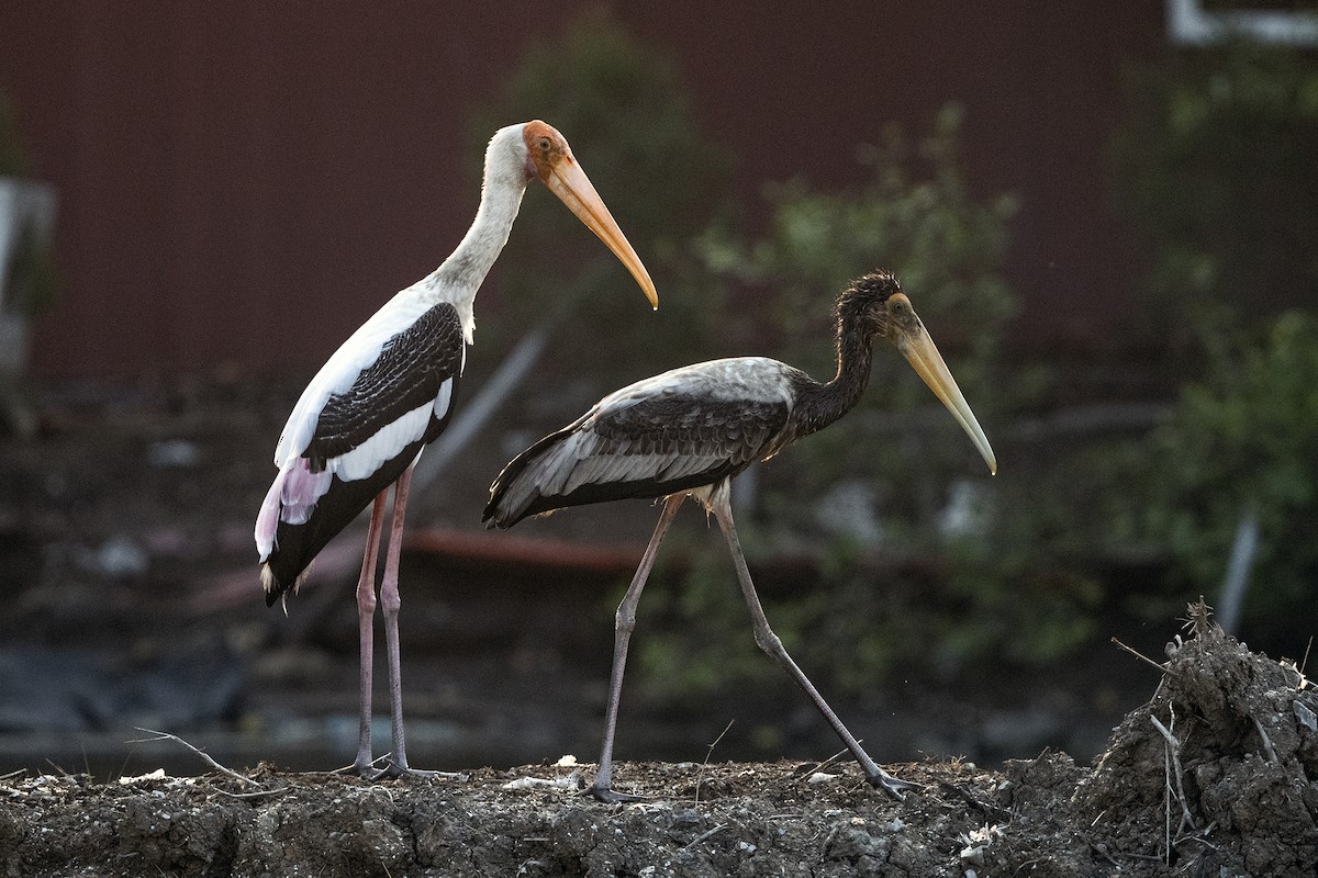 Painted Stork - Wachara  Sanguansombat