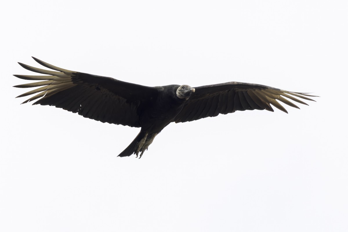 Black Vulture - Asta Tobiassen