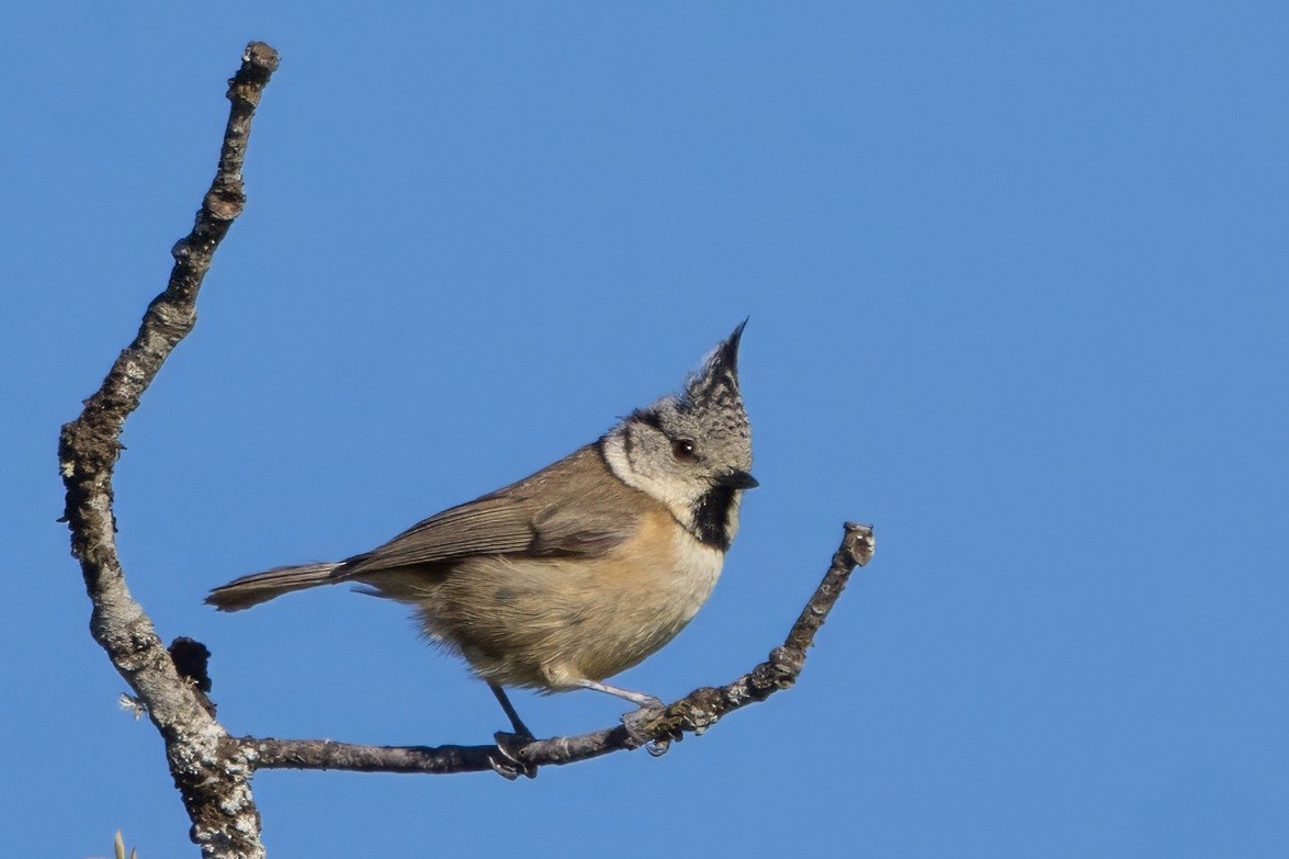 Crested Tit - ML617968469