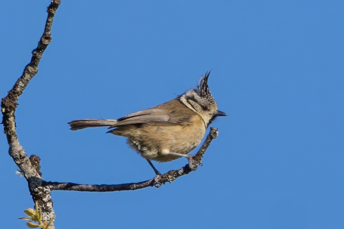 Crested Tit - ML617968470