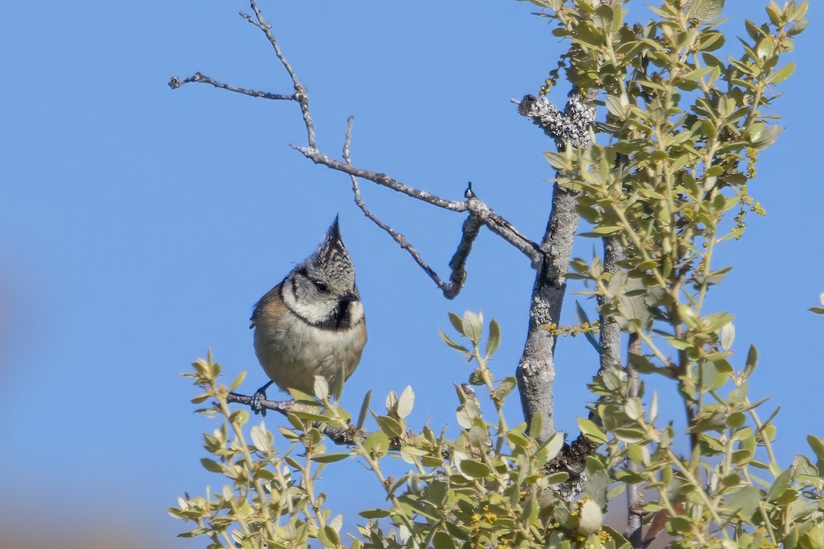 Crested Tit - ML617968471