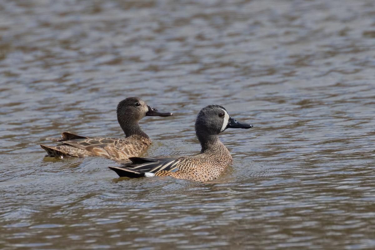 Blue-winged Teal - Dixie Sommers