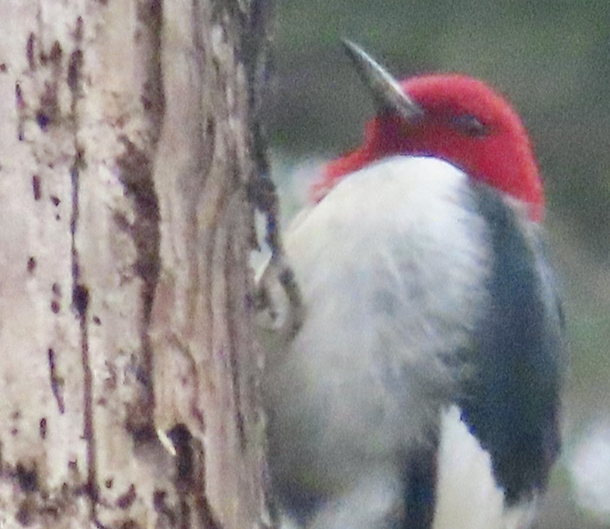 Red-headed Woodpecker - Mark Domincovich
