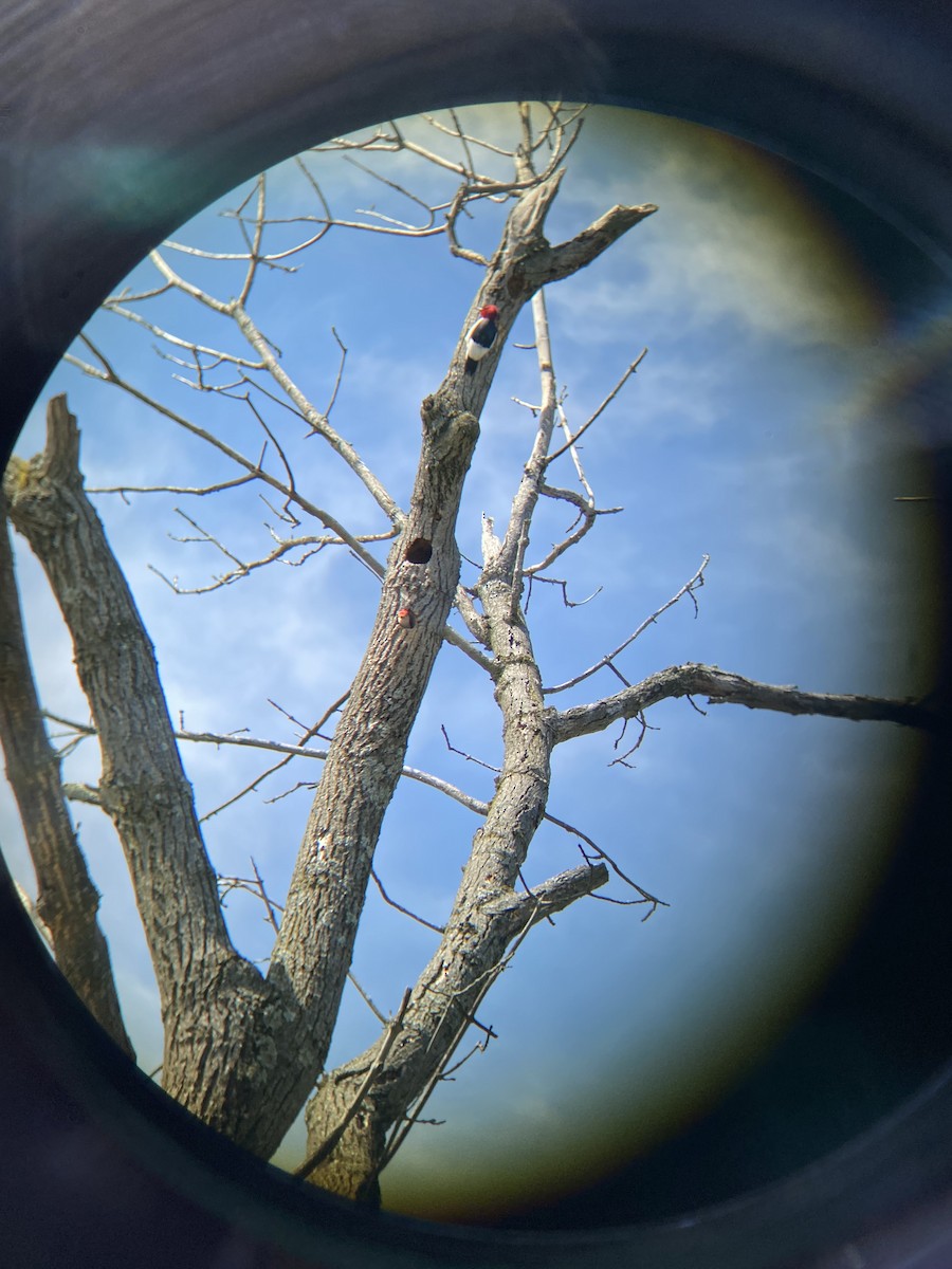 Red-headed Woodpecker - ML617968499