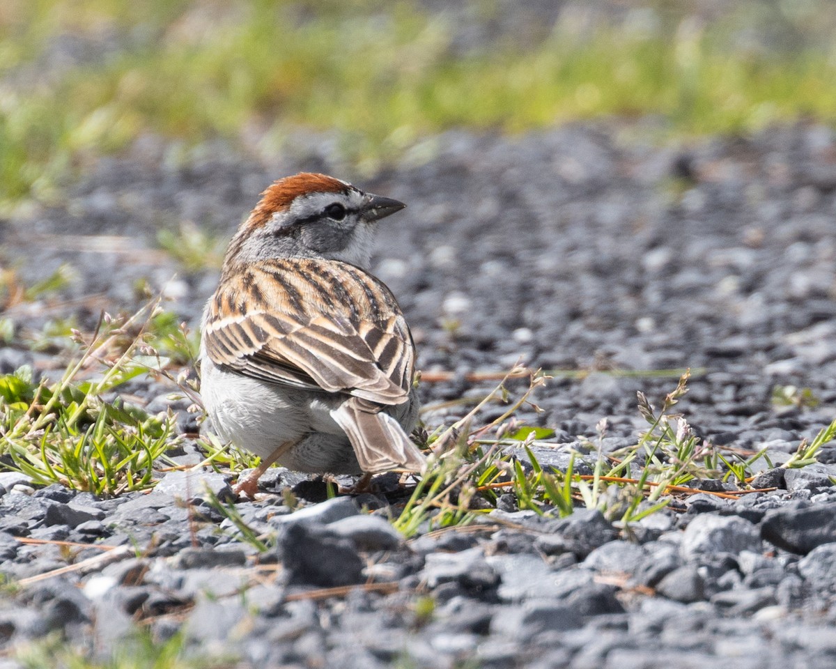 Chipping Sparrow - ML617968515