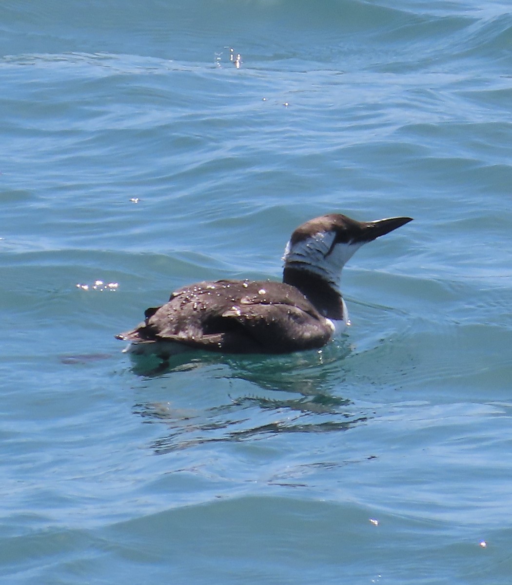 Common Murre - The Spotting Twohees