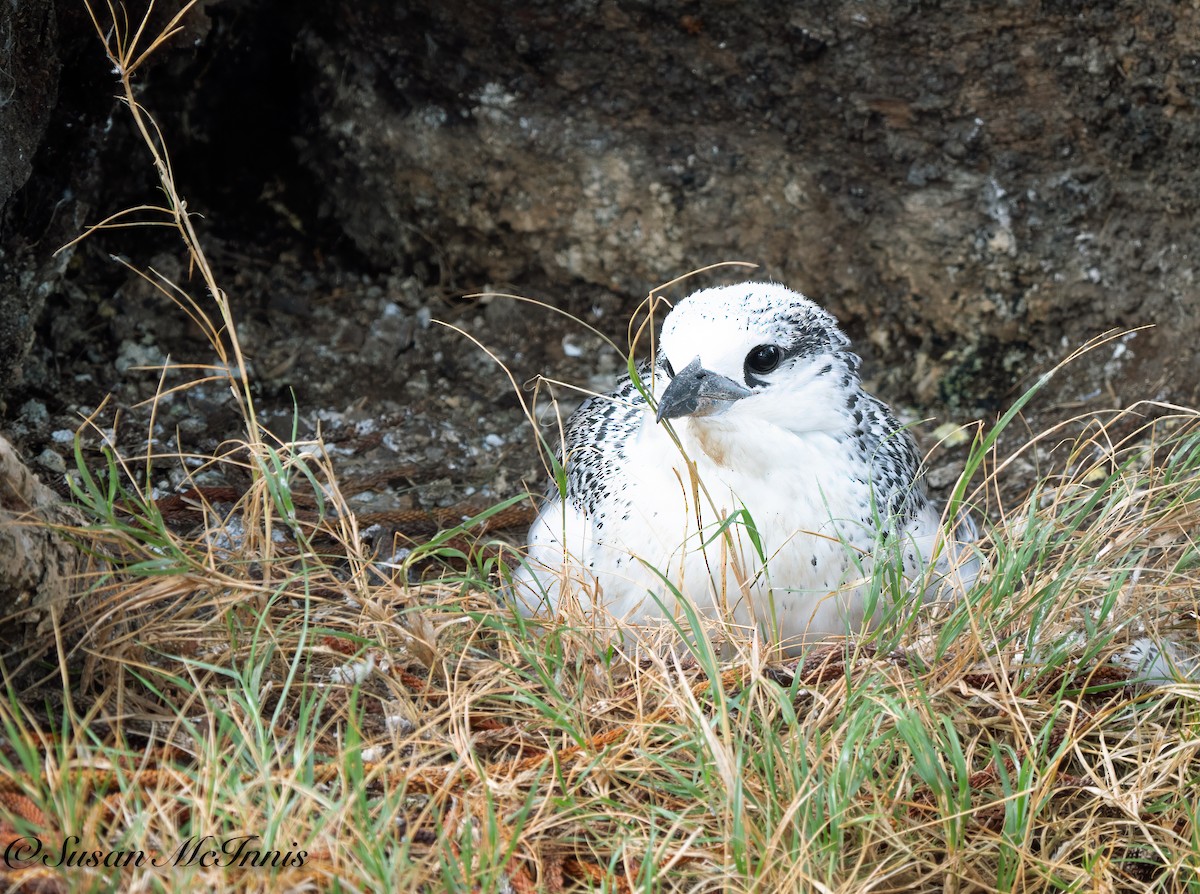 Red-tailed Tropicbird - ML617968566