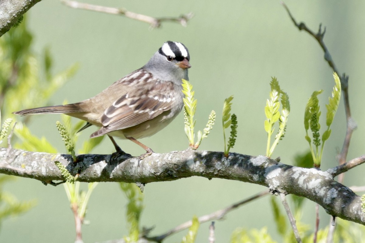 White-crowned Sparrow - Amy Nash