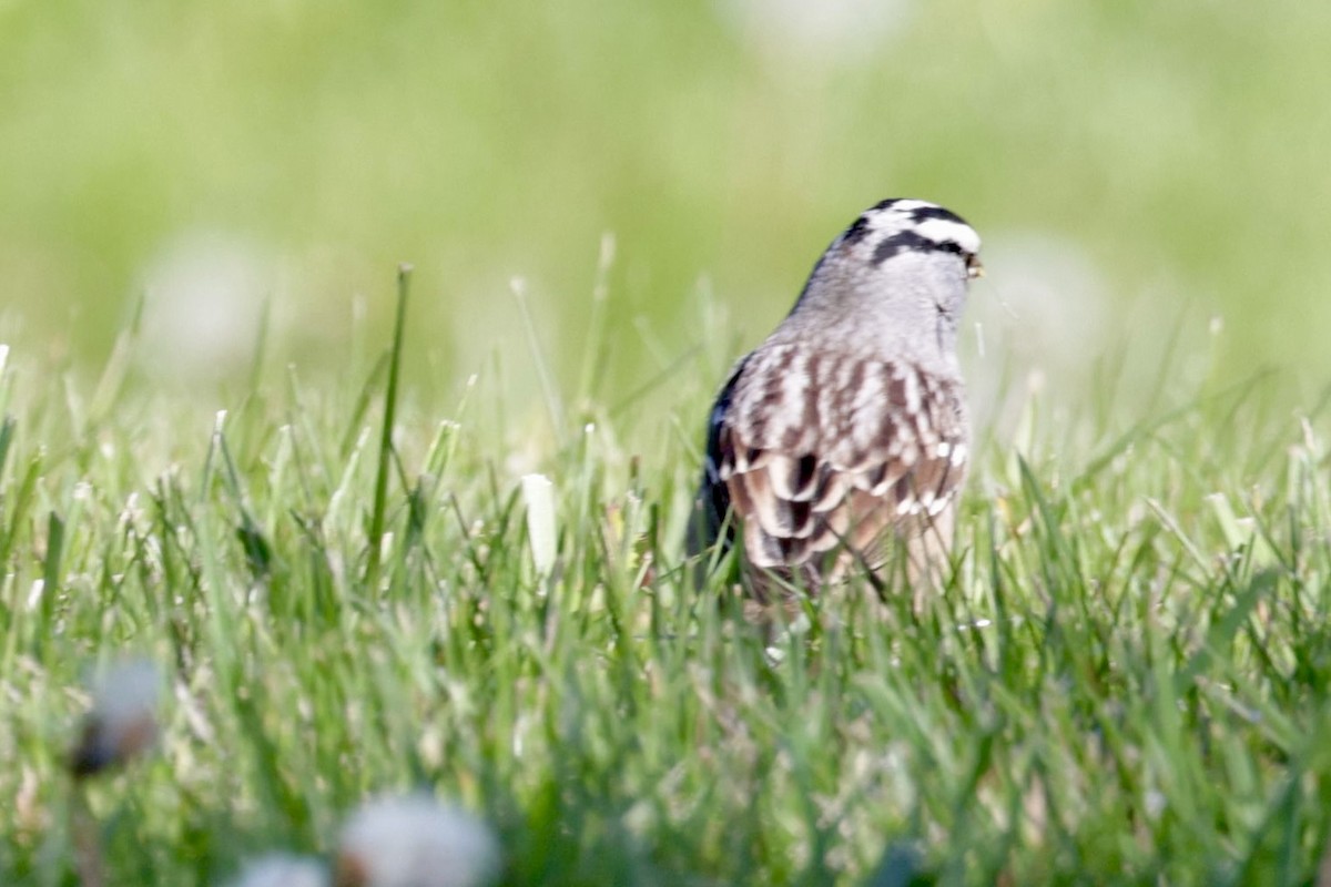 White-crowned Sparrow - ML617968586