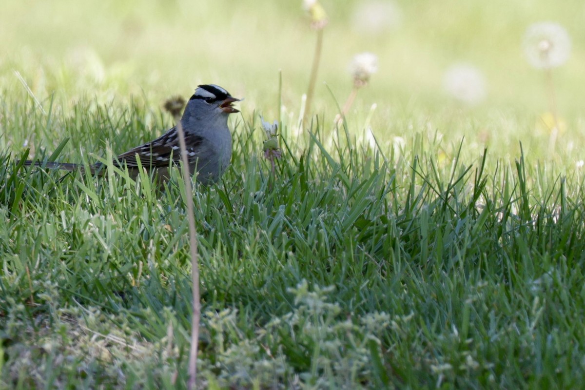 White-crowned Sparrow - Amy Nash