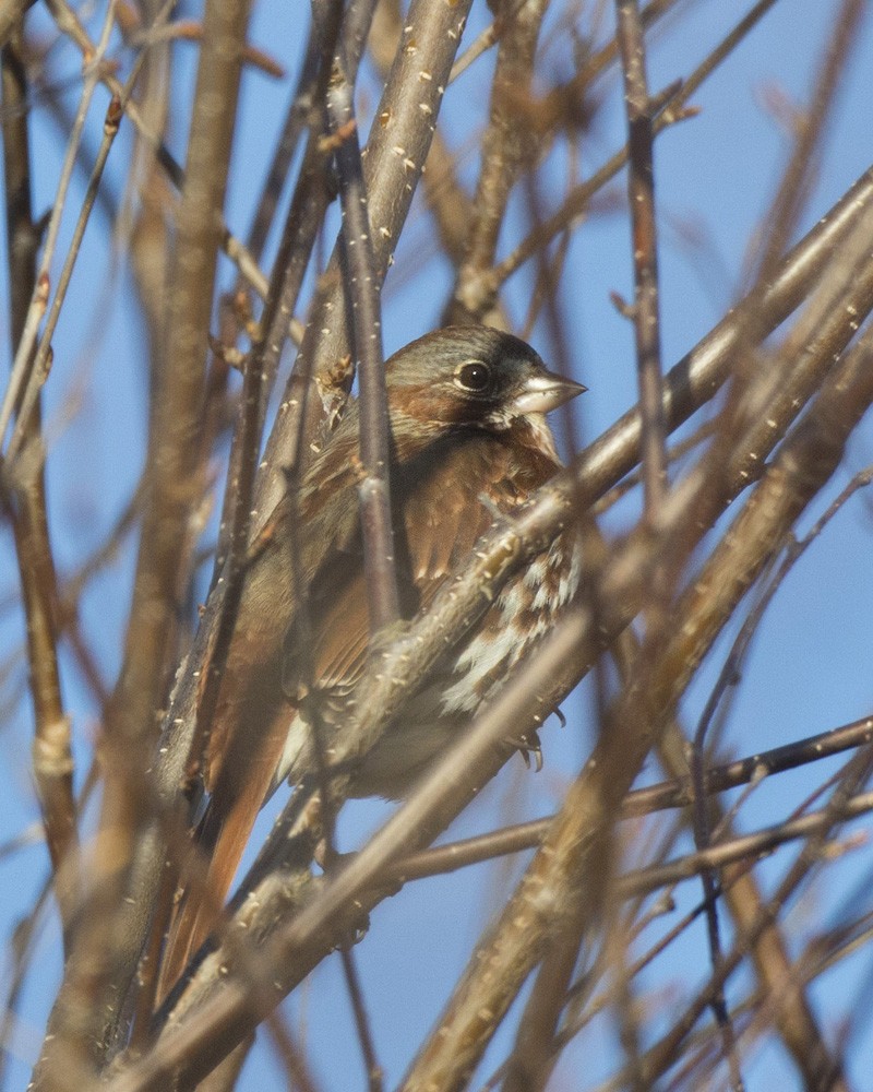 Fox Sparrow - pierre martin