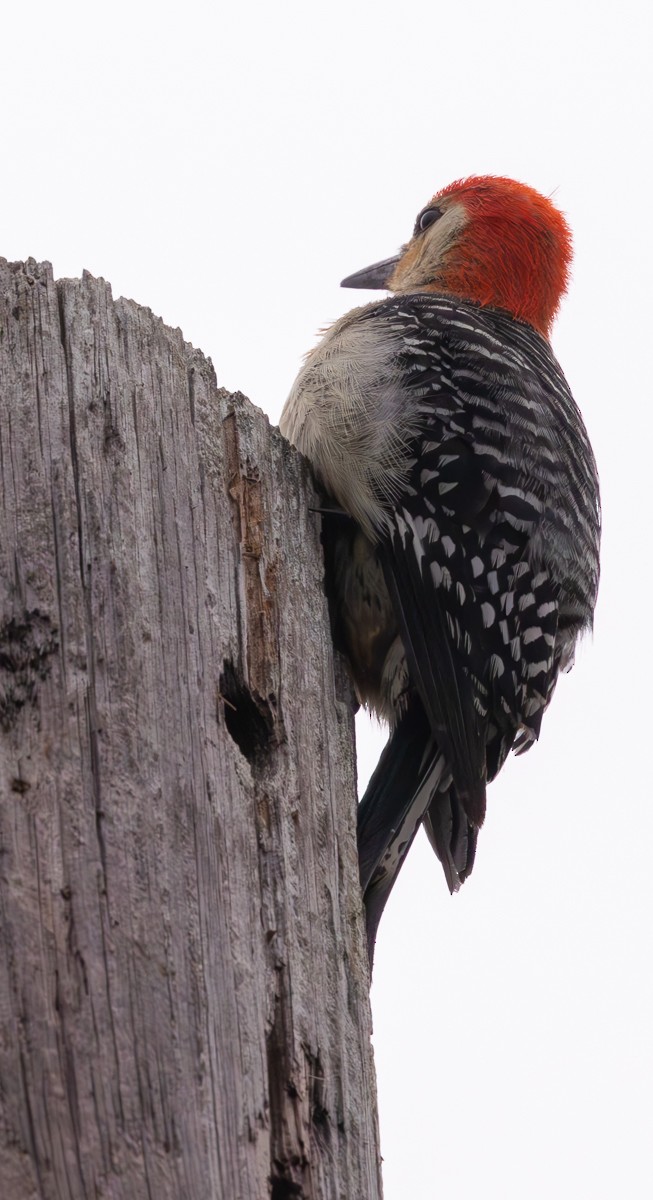 Red-bellied Woodpecker - ML617968597