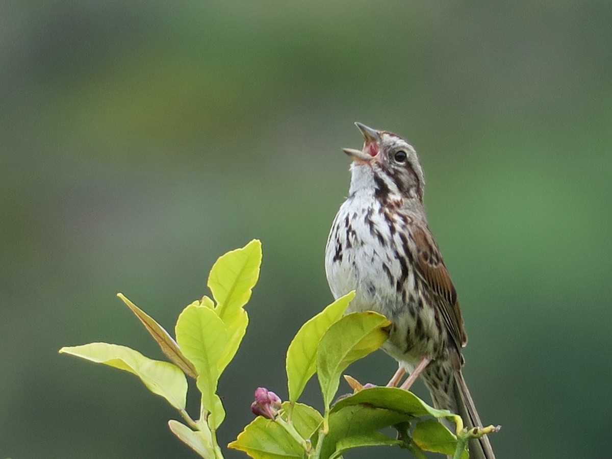 Song Sparrow - thomas mccolgan