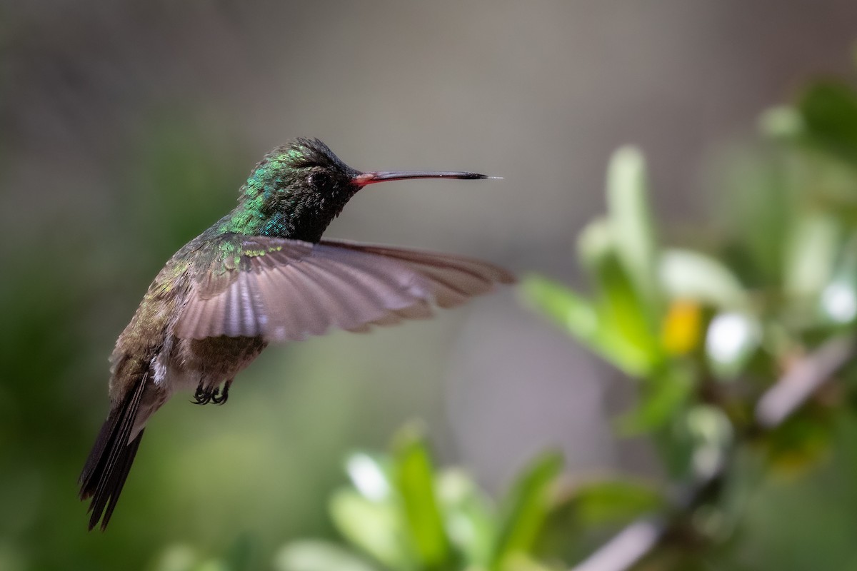 Broad-billed Hummingbird - Scott Record