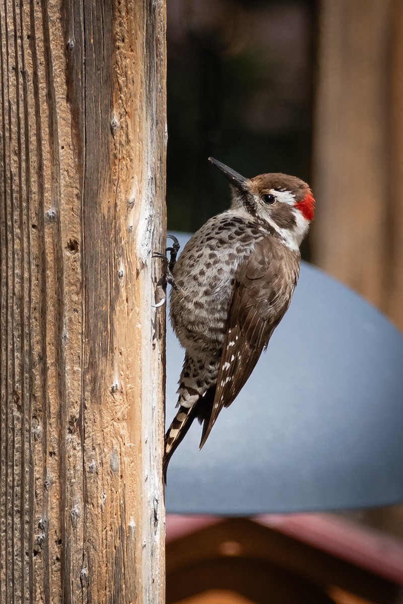 Arizona Woodpecker - ML617968707