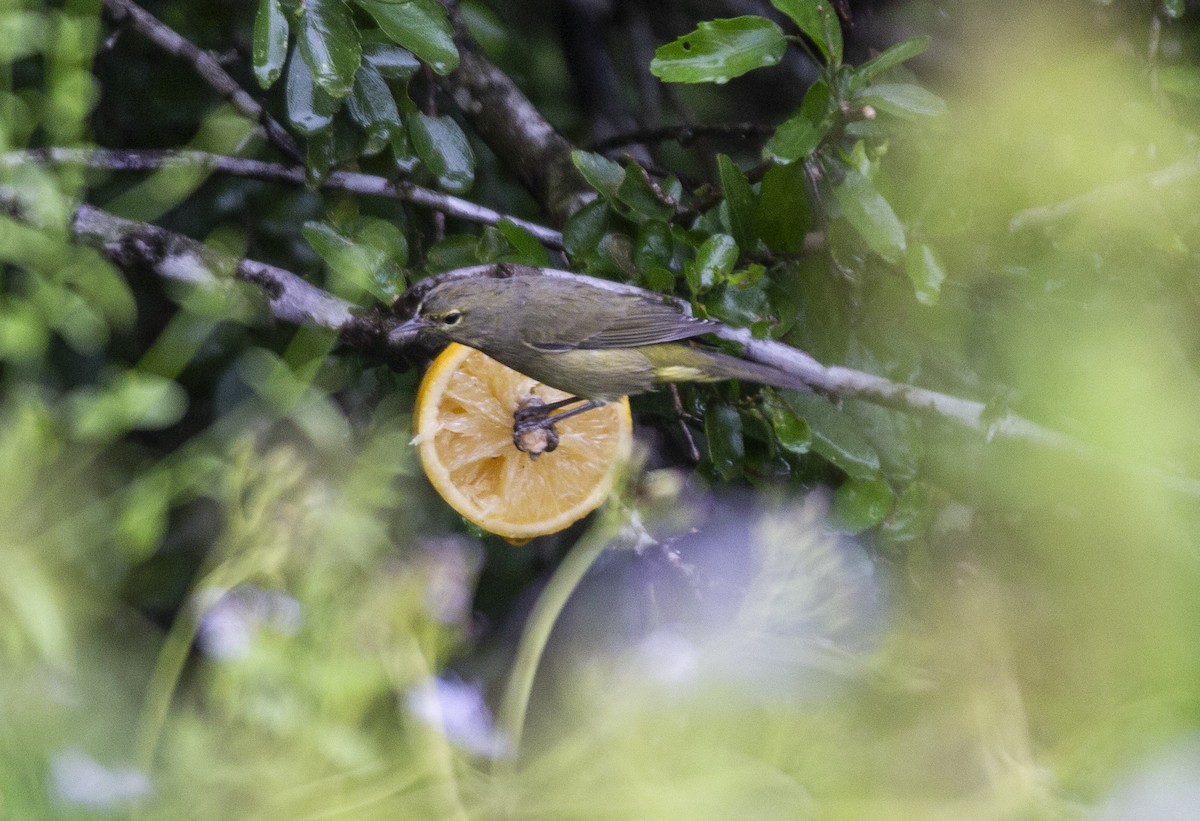 Orange-crowned Warbler - ML617968709
