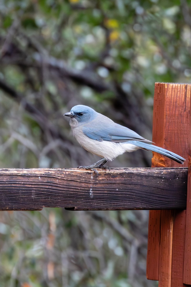 Mexican Jay - ML617968710