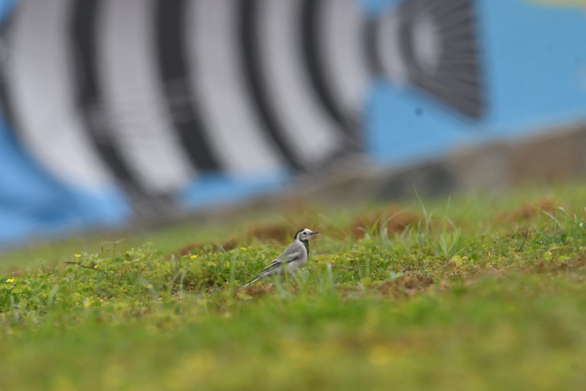 White Wagtail (White-faced) - Feng  Chen(鳳珍） CHANG(張）