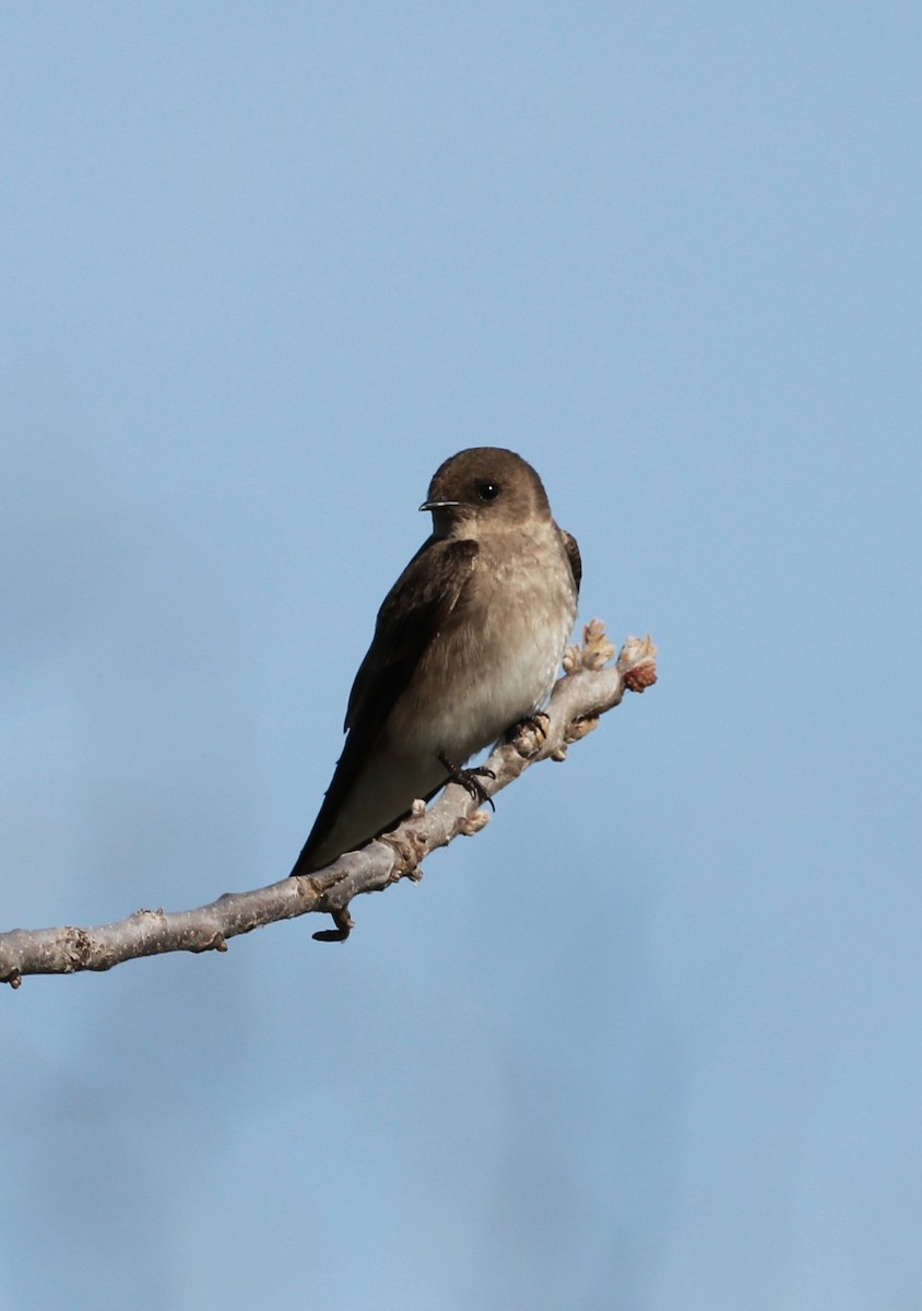 Northern Rough-winged Swallow - ML617968721