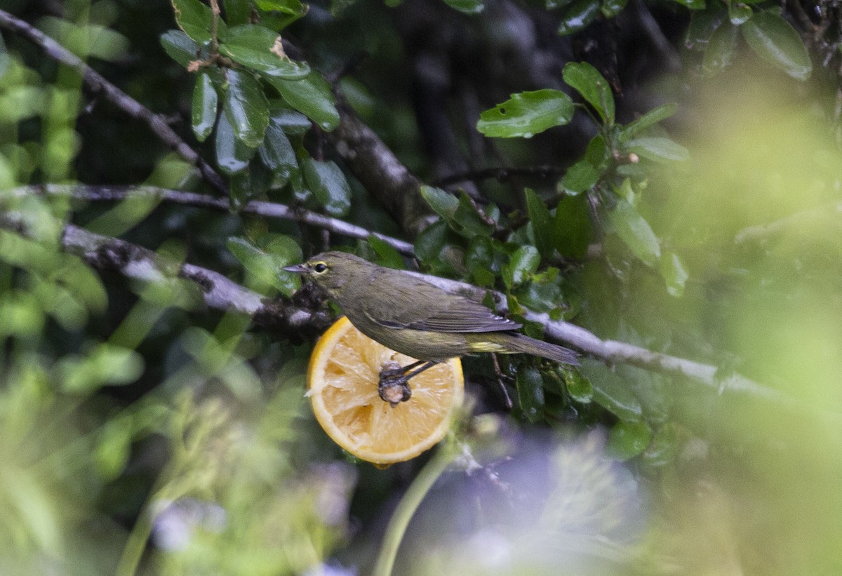 Orange-crowned Warbler - Anonymous