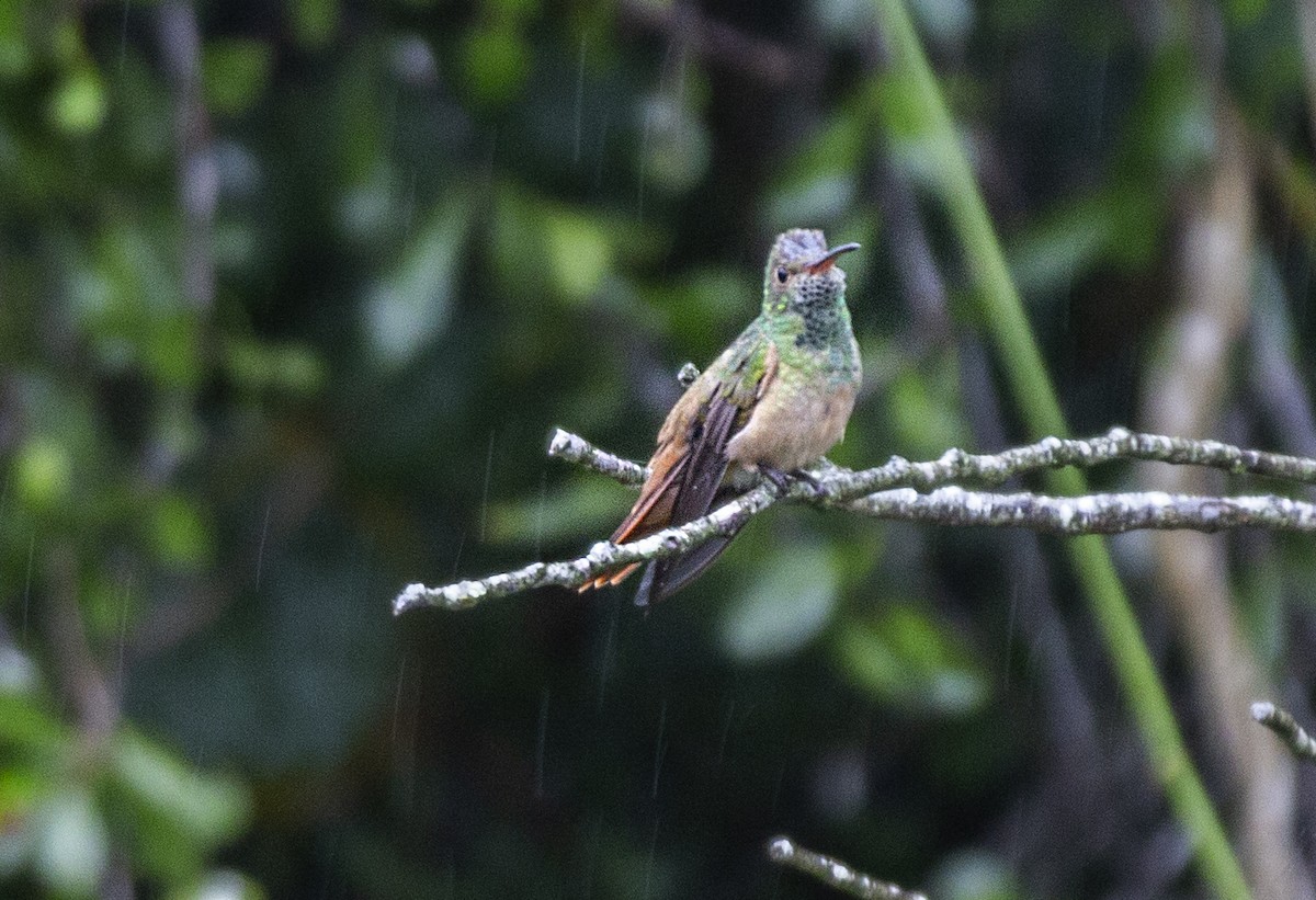Buff-bellied Hummingbird - Sophie Zyla