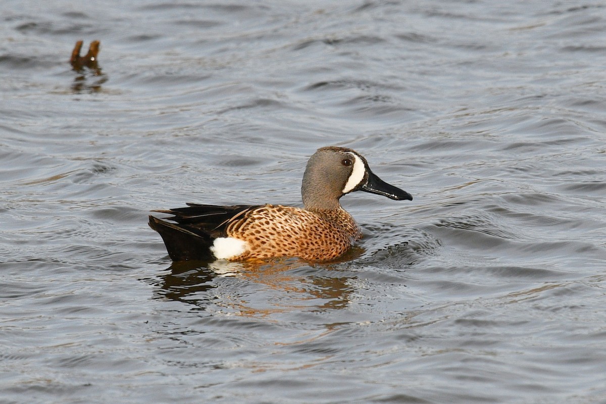 Blue-winged Teal - ML617968793