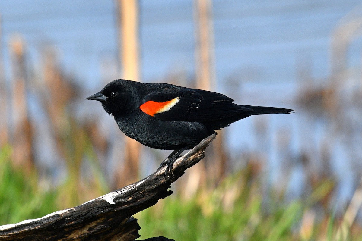 Red-winged Blackbird - ML617968839