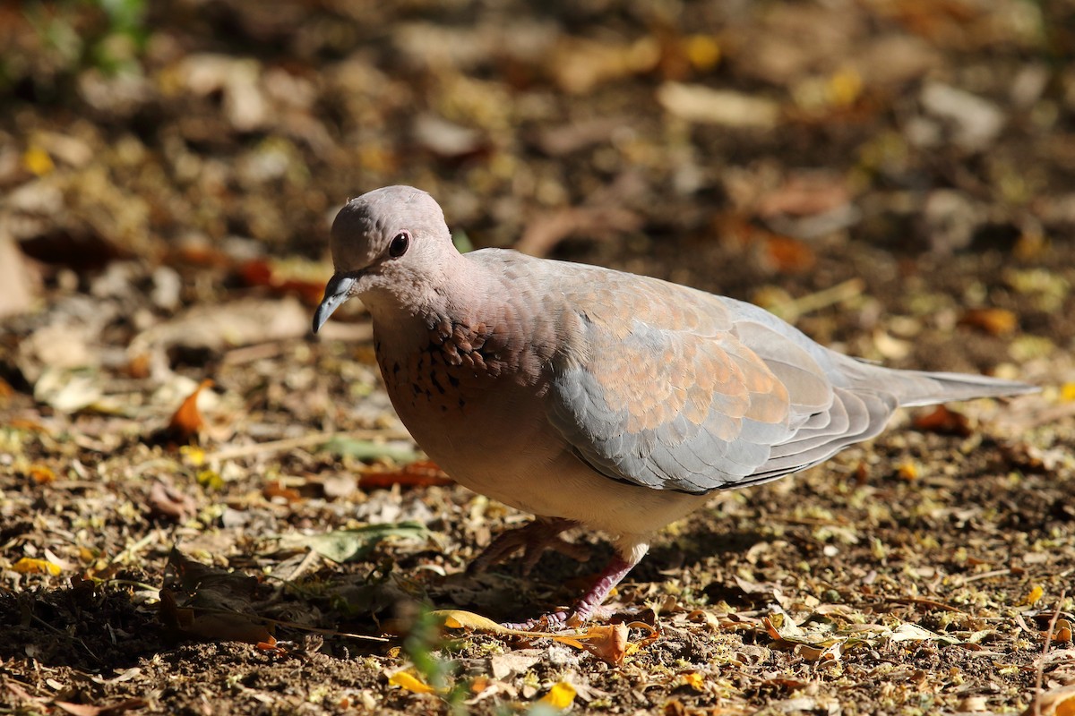 Laughing Dove - ML617968841