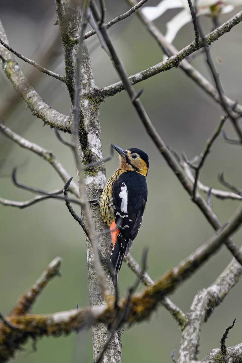 Darjeeling Woodpecker - ML617968857