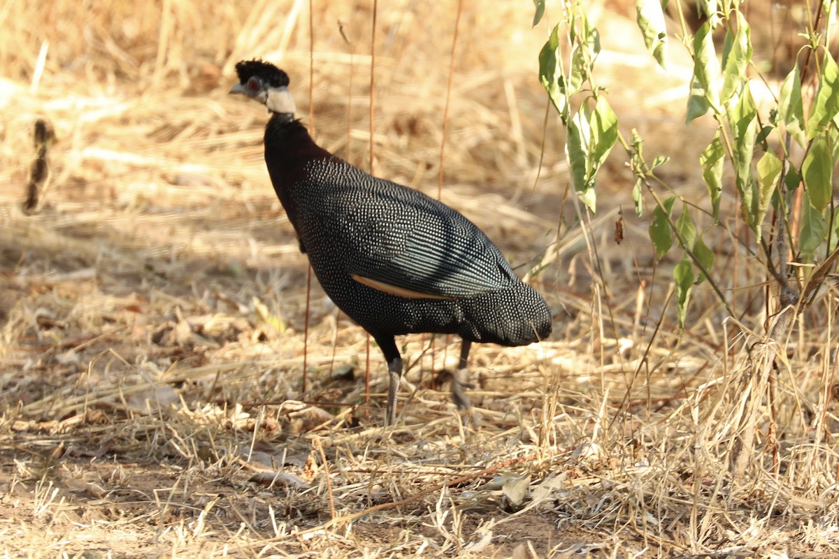 Southern Crested Guineafowl - GARY DOUGLAS